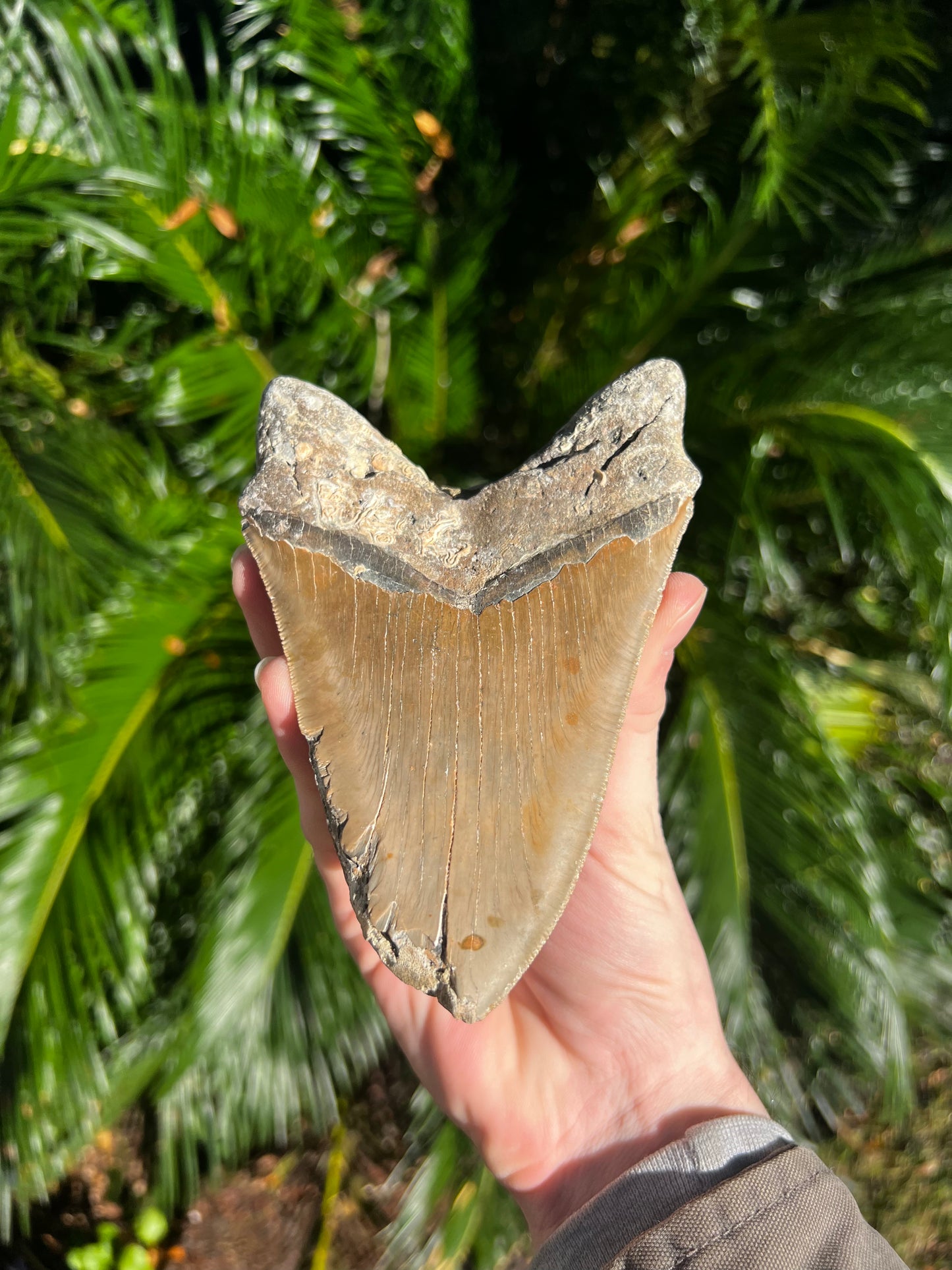 6.019 Inch Megalodon Tooth