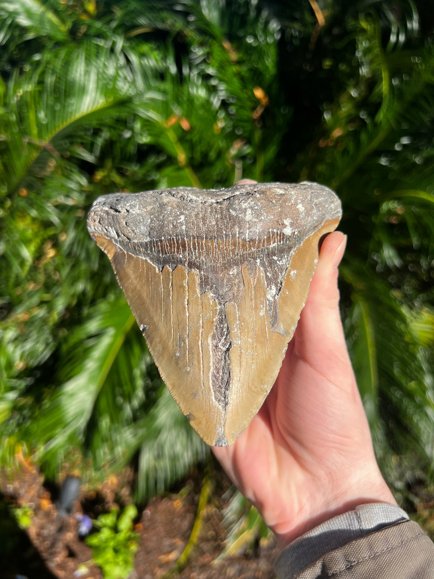 5.953 Inch Megalodon Tooth