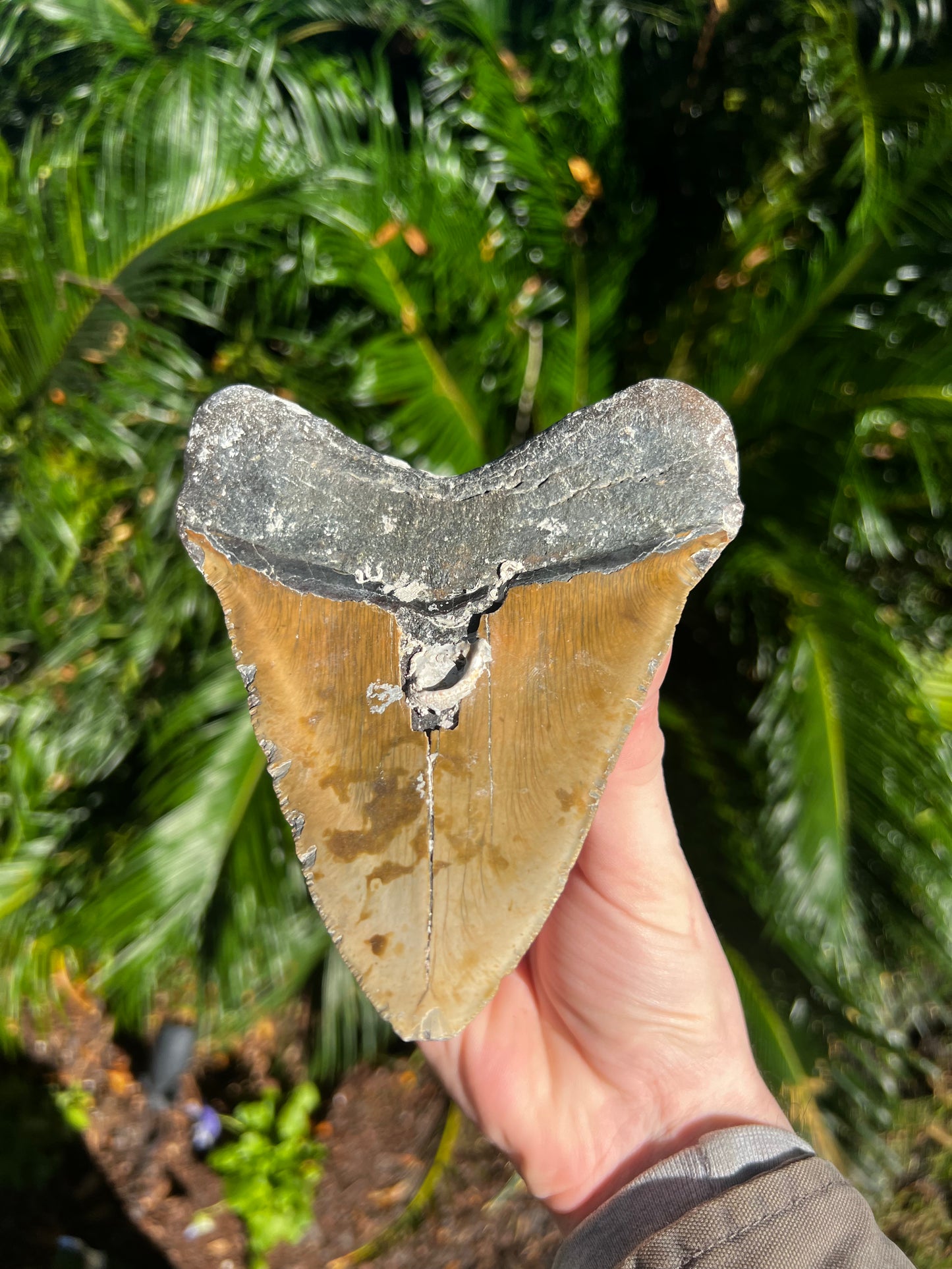 5.953 Inch Megalodon Tooth