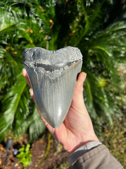 5.850 Inch Megalodon Tooth