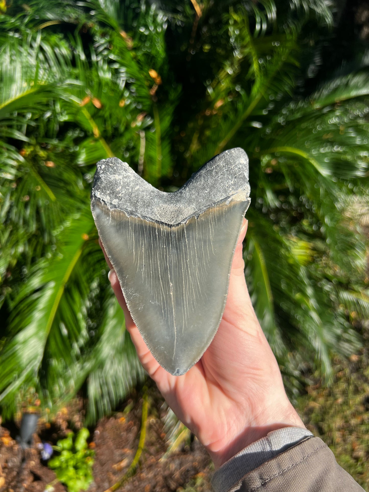 5.850 Inch Megalodon Tooth