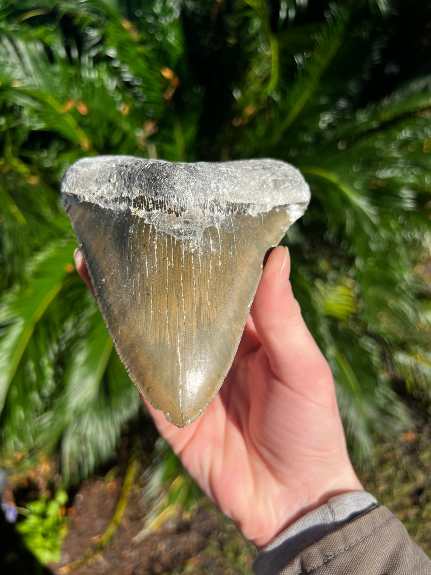 6.203 Inch Megalodon Tooth