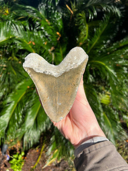 6.203 Inch Megalodon Tooth