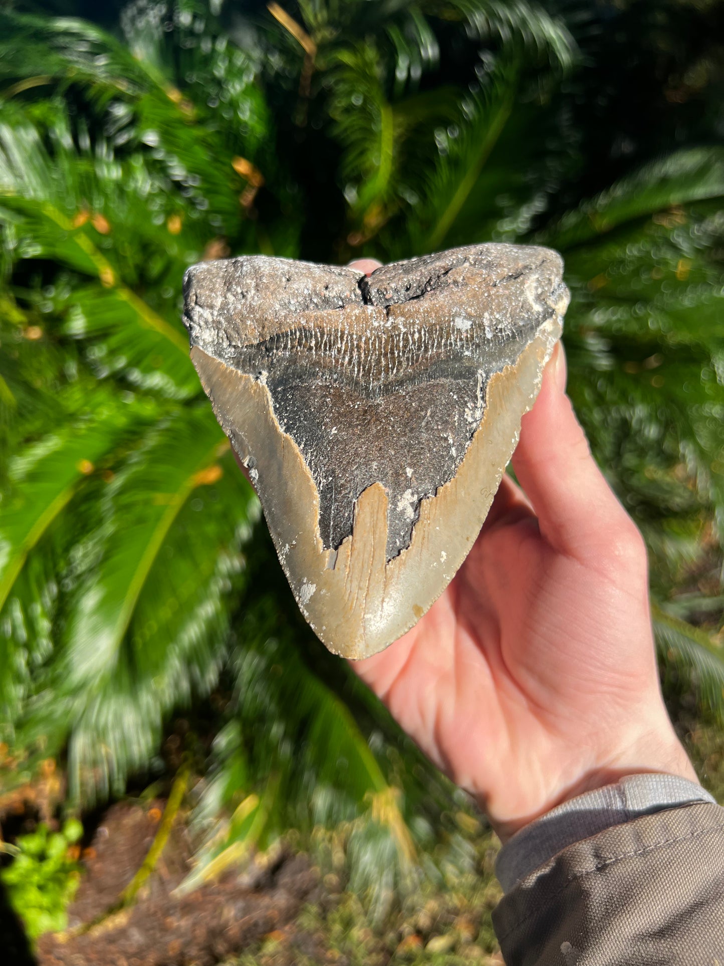 5.916 Inch Megalodon Tooth