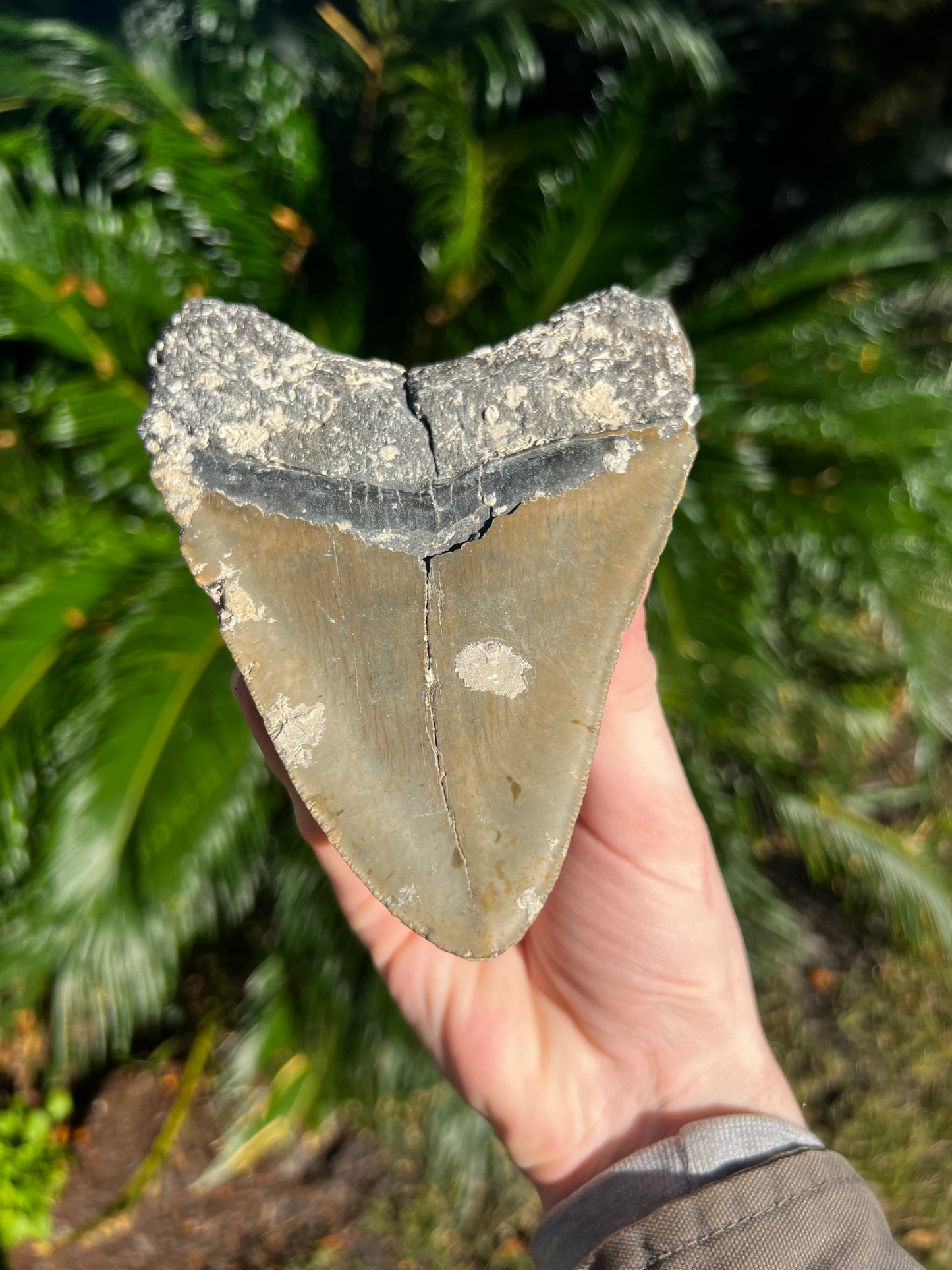 5.916 Inch Megalodon Tooth