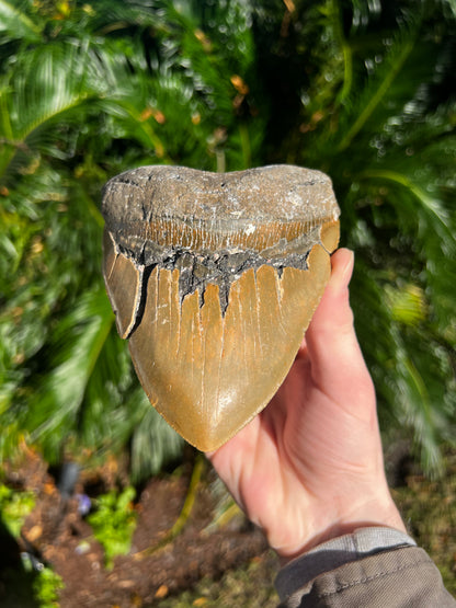 5.836 Inch Megalodon Tooth