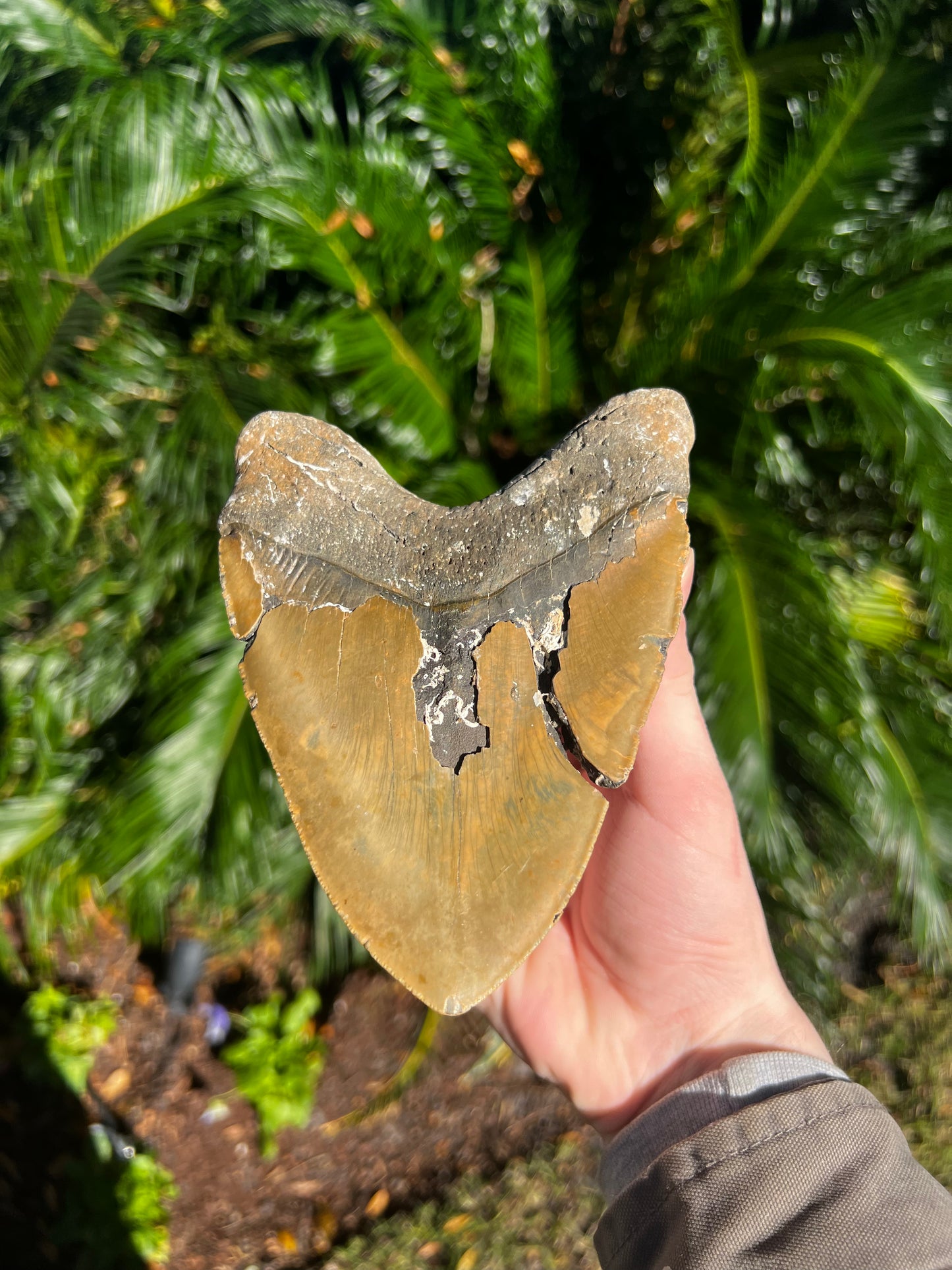 5.836 Inch Megalodon Tooth