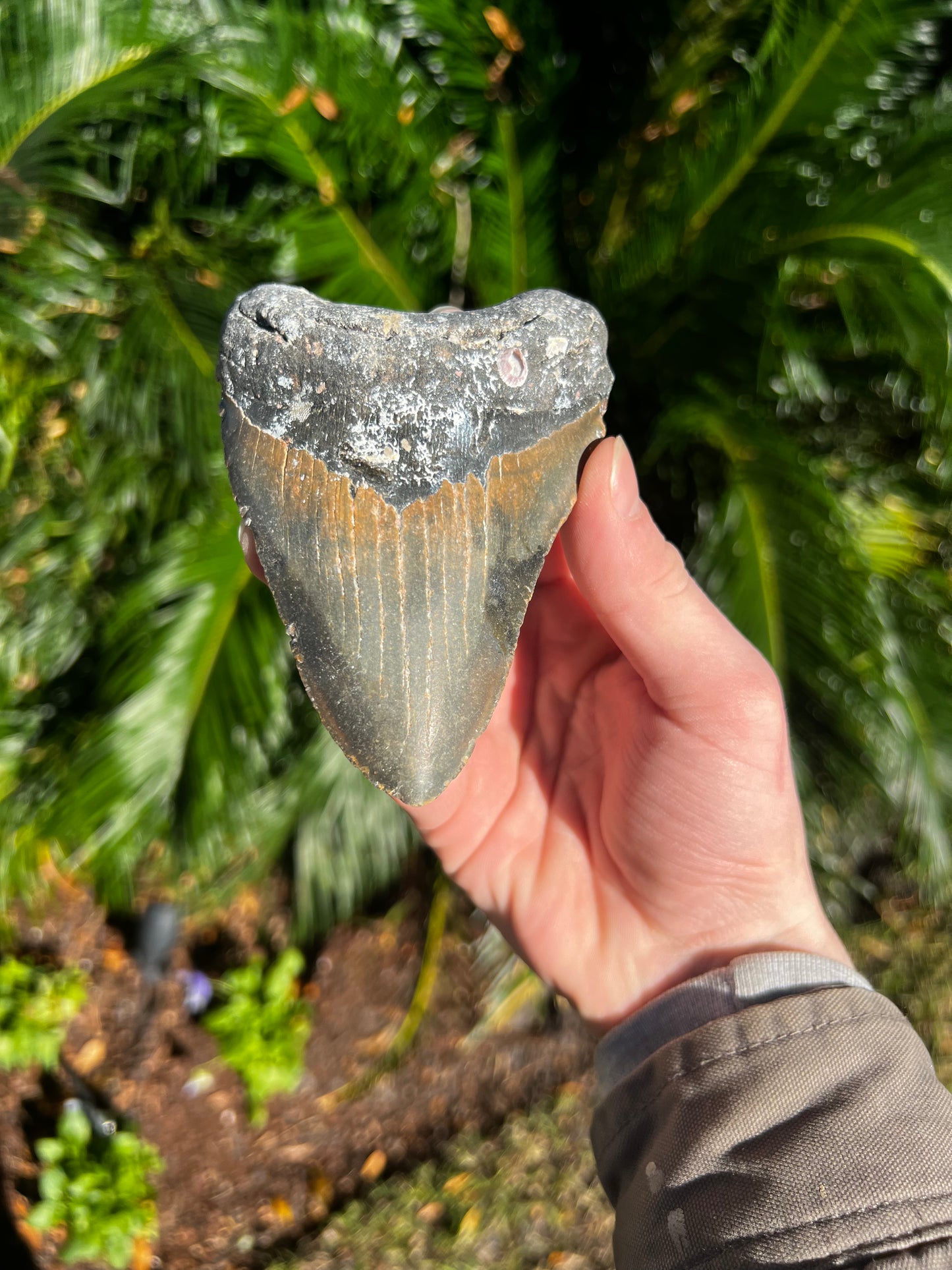 5.057 Inch Megalodon Tooth