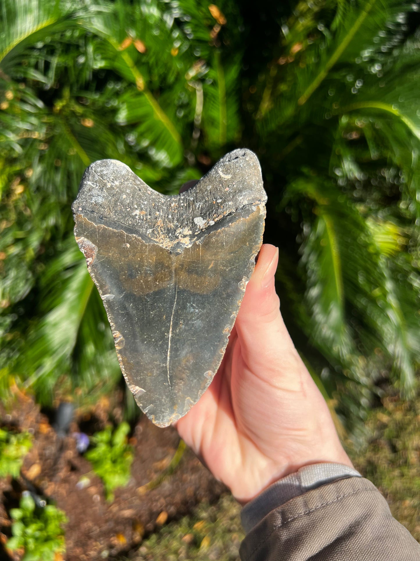 5.057 Inch Megalodon Tooth