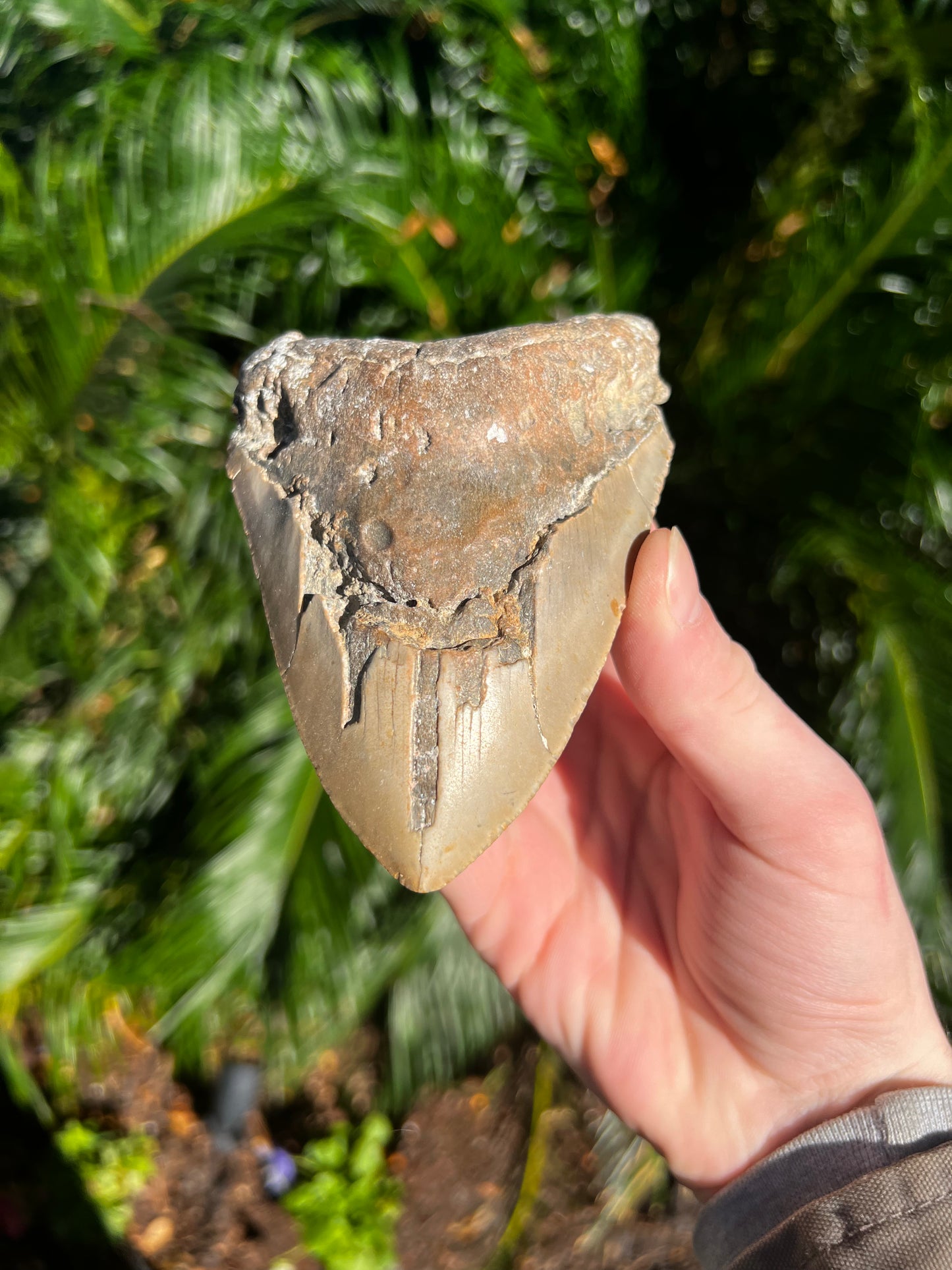 5.093 Inch Megalodon Tooth