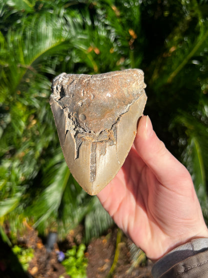 5.093 Inch Megalodon Tooth