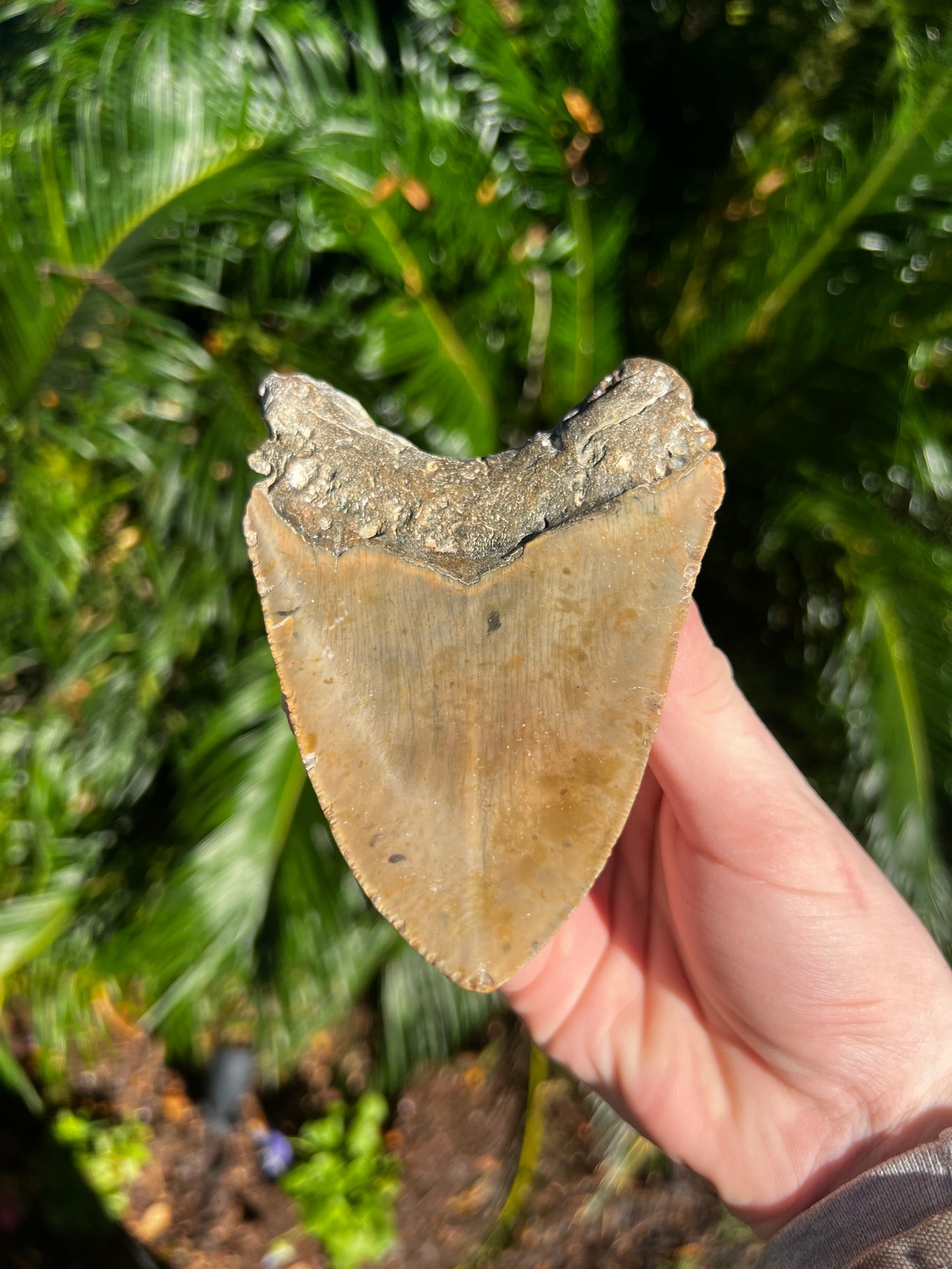 5.093 Inch Megalodon Tooth