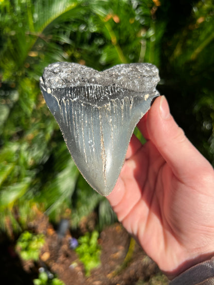 4.660 Inch Megalodon Tooth