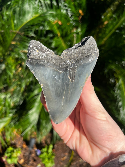 4.660 Inch Megalodon Tooth