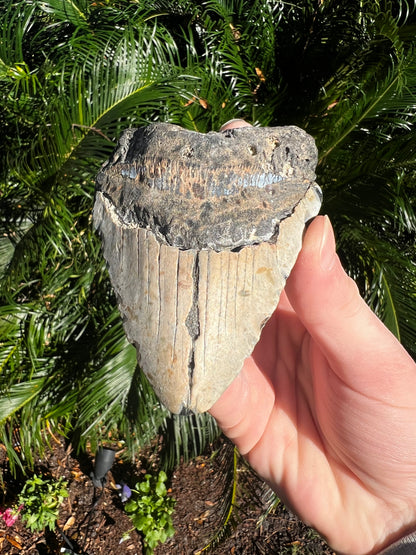 4.399 Inch Megalodon Tooth