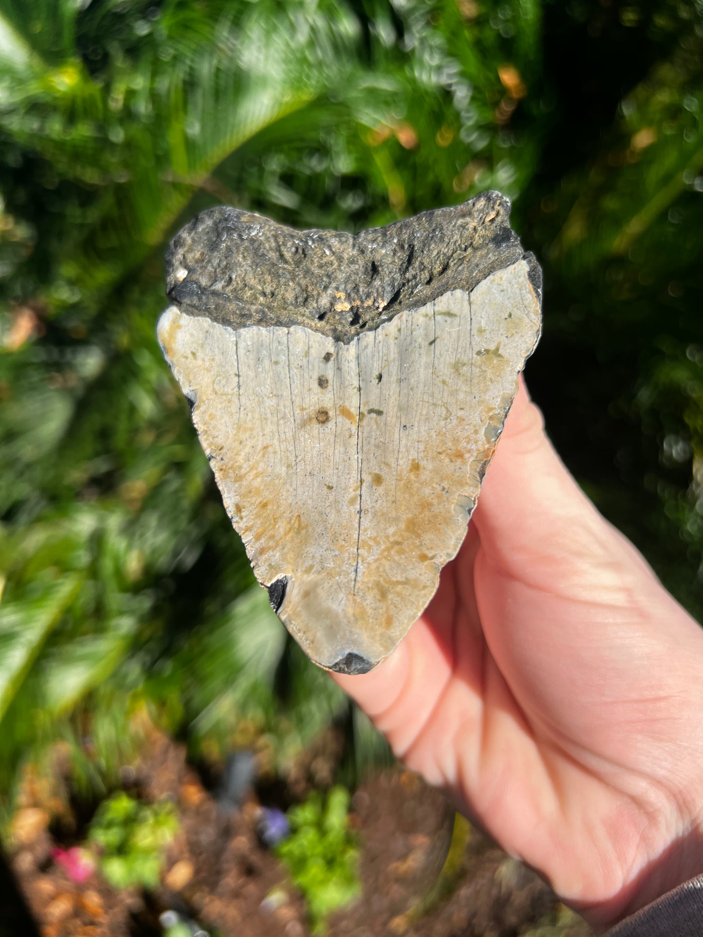 4.399 Inch Megalodon Tooth