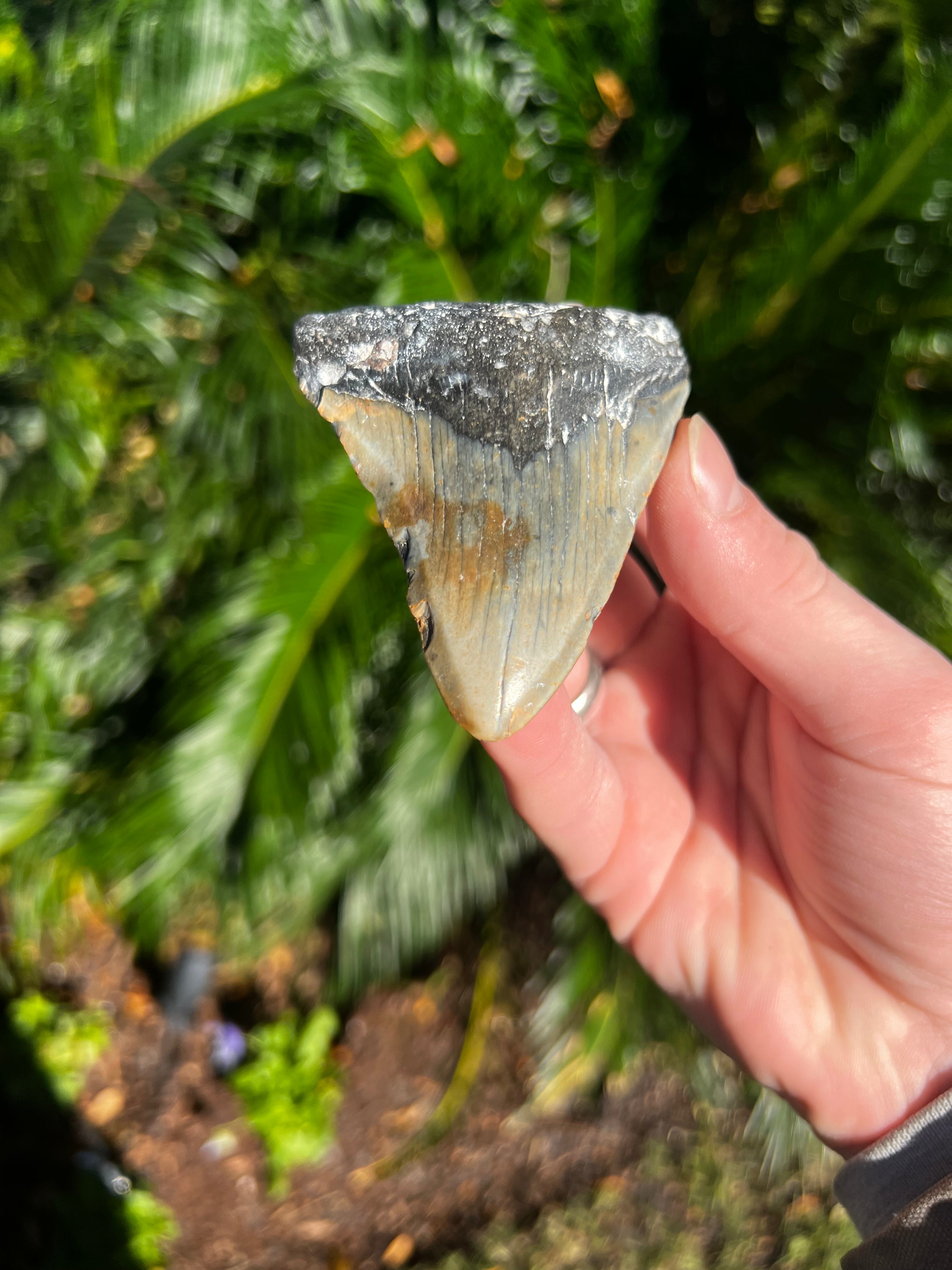 3.672 Inch Megalodon Tooth β The Shark Tooth Company