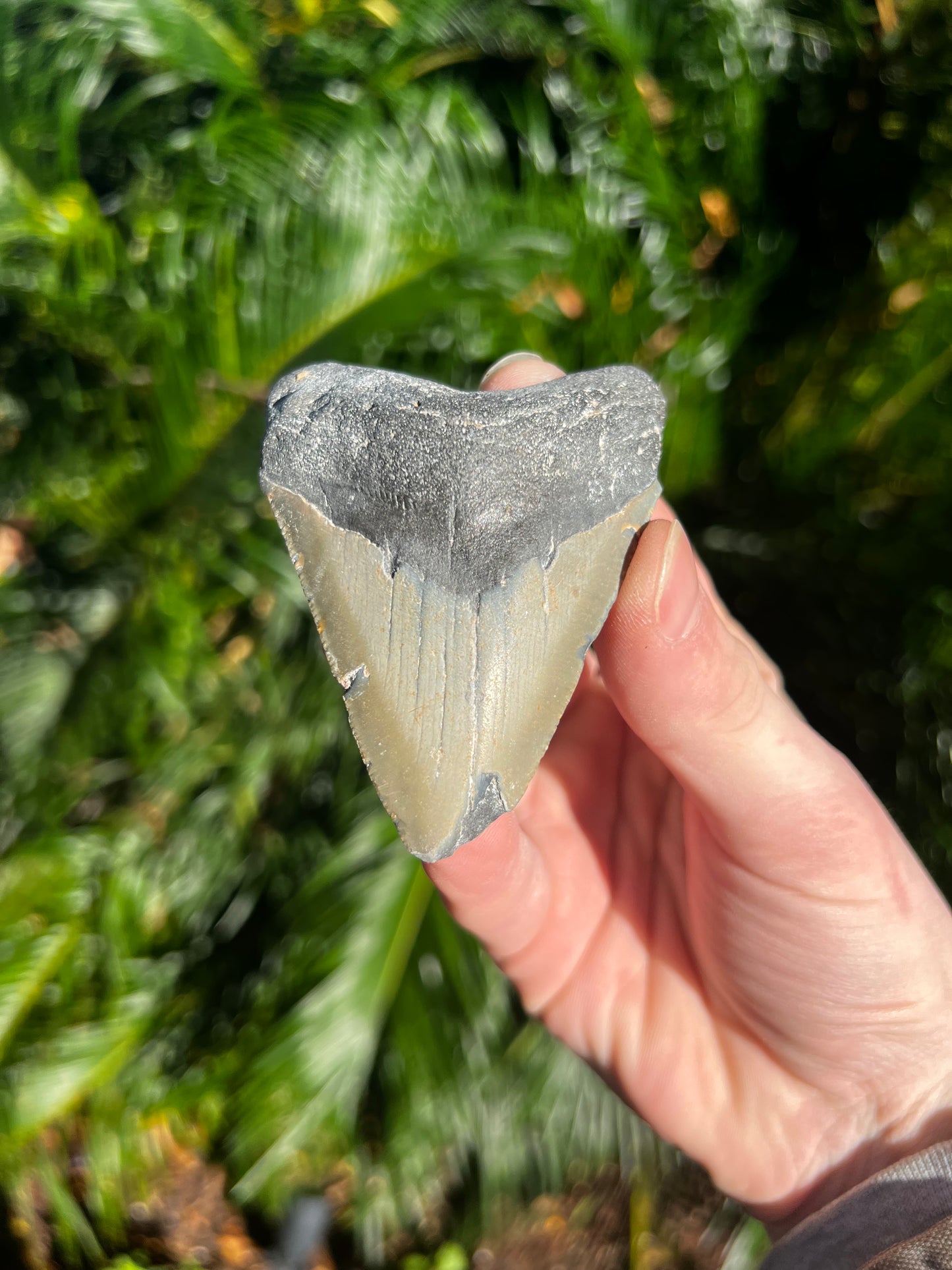 3.431 Inch Megalodon Tooth