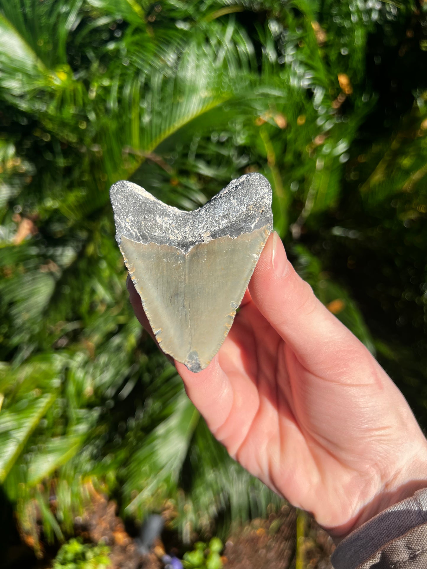 3.431 Inch Megalodon Tooth