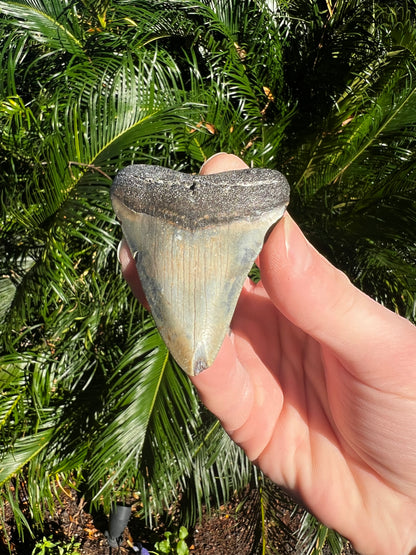 3.047 Inch Megalodon Tooth