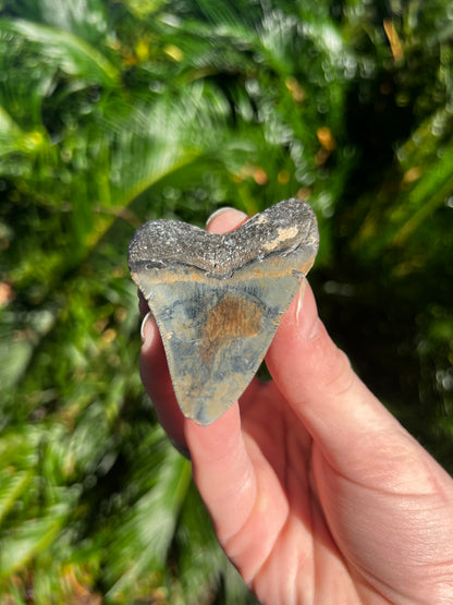 3.047 Inch Megalodon Tooth