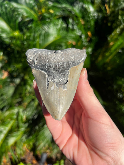 4.289 Inch Megalodon Tooth