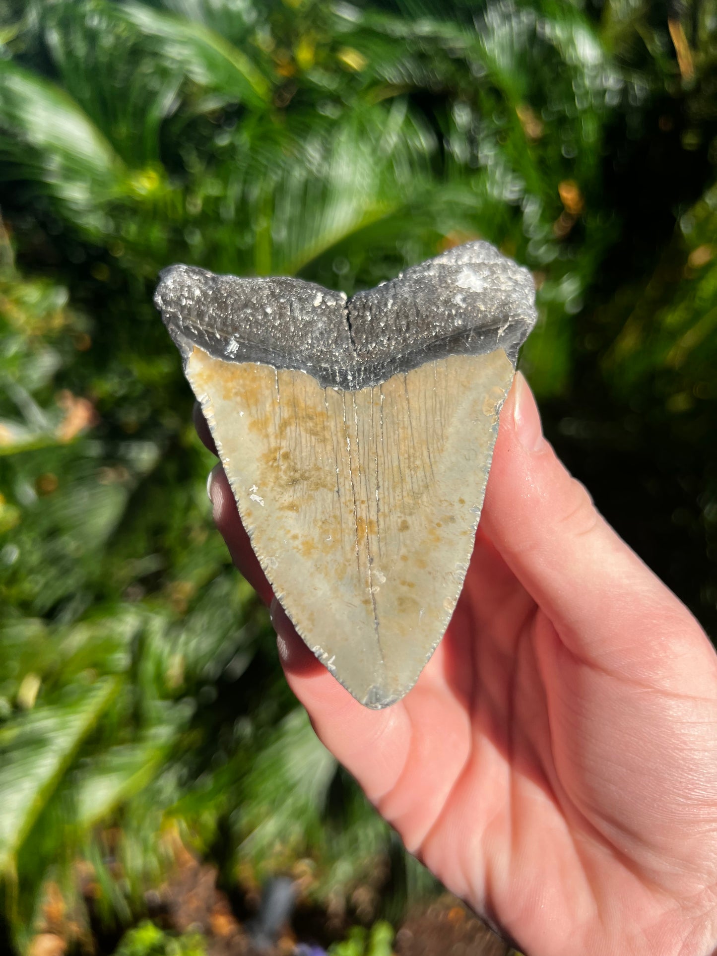 4.289 Inch Megalodon Tooth