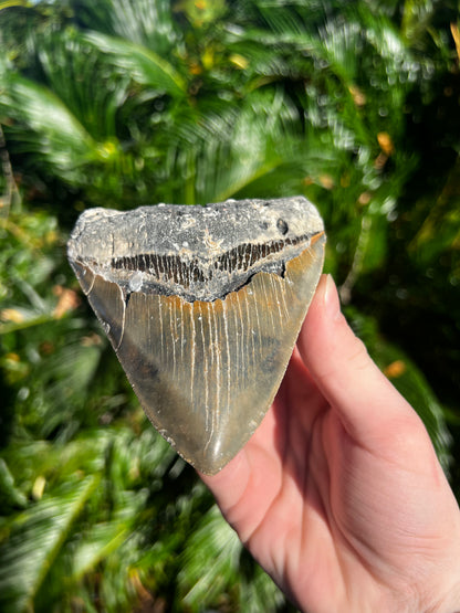 5.055 Inch Megalodon Tooth