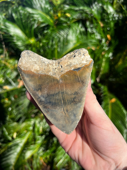 5.055 Inch Megalodon Tooth