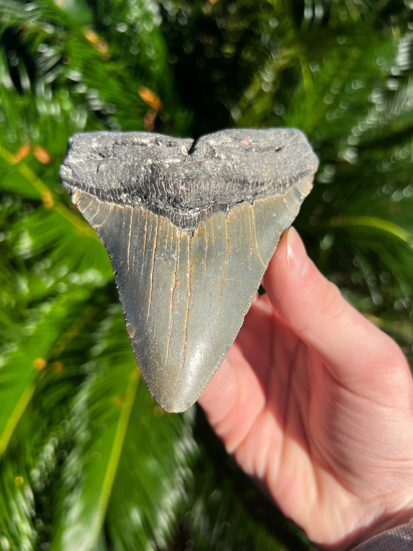 5.035 Inch Megalodon Tooth