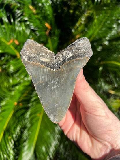 5.035 Inch Megalodon Tooth