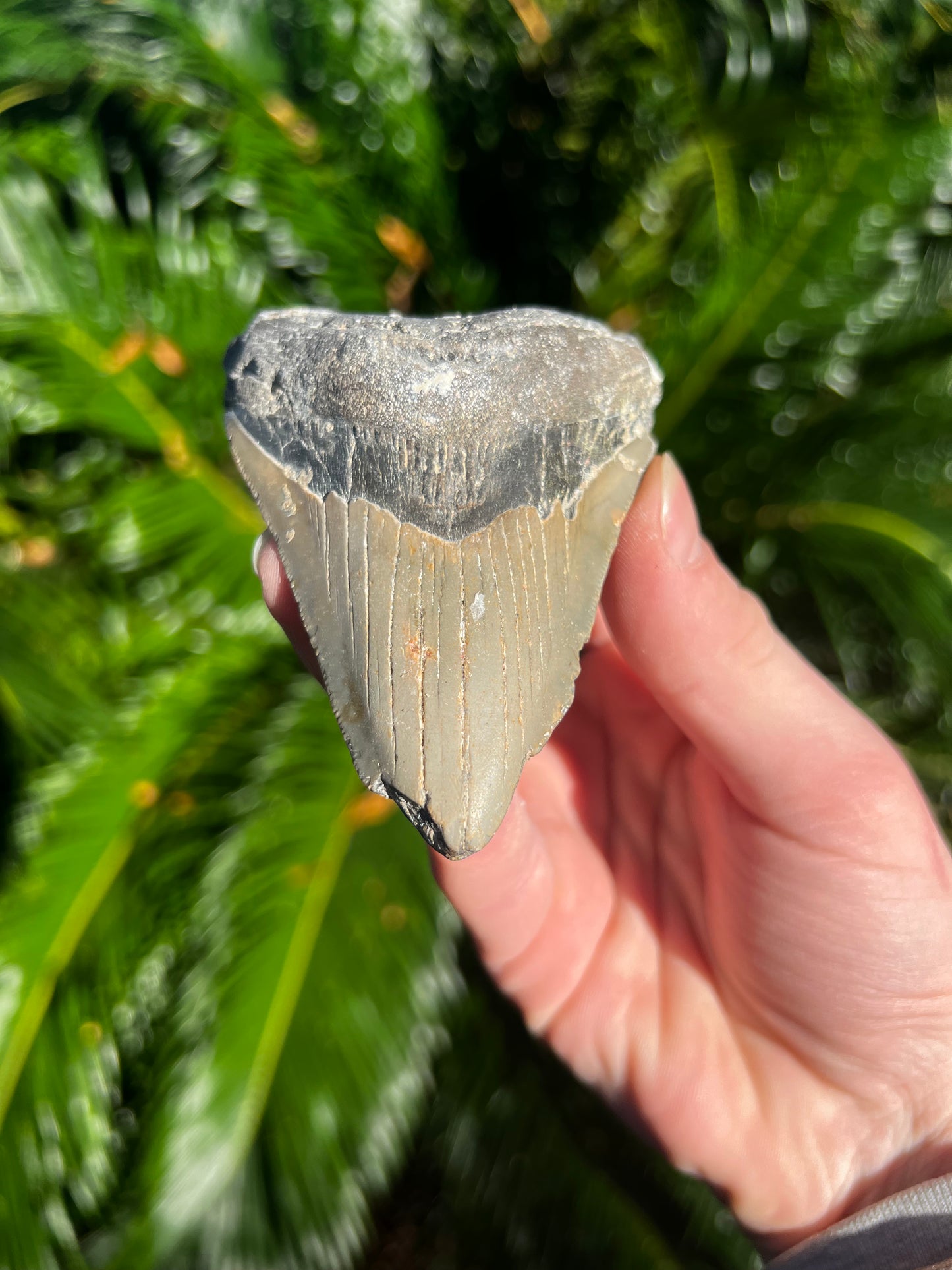 3.90 Inch Megalodon Tooth