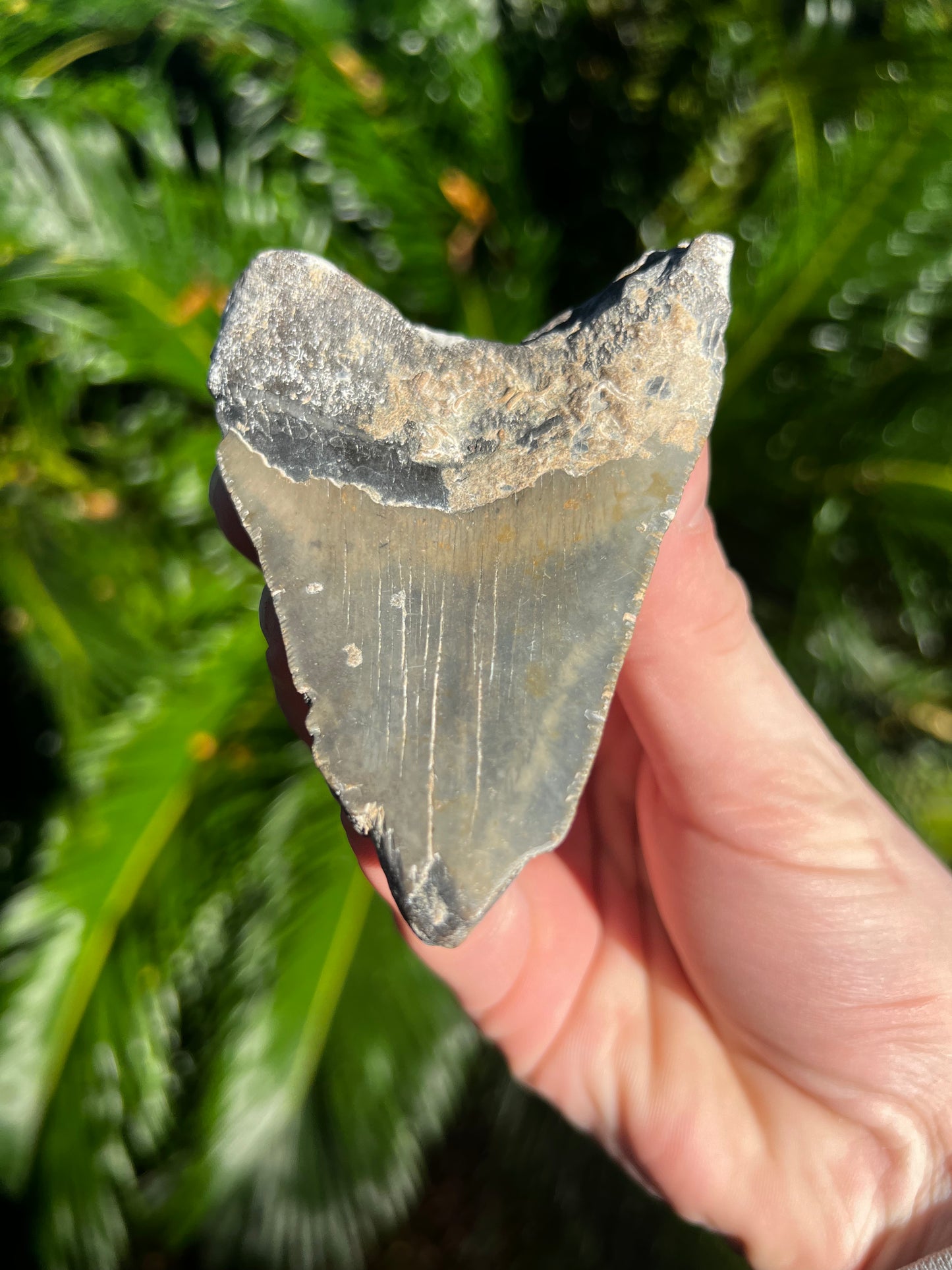 3.90 Inch Megalodon Tooth