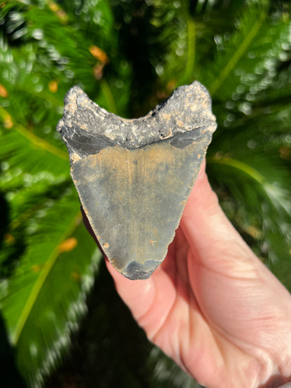 3.843 Inch Megalodon Tooth