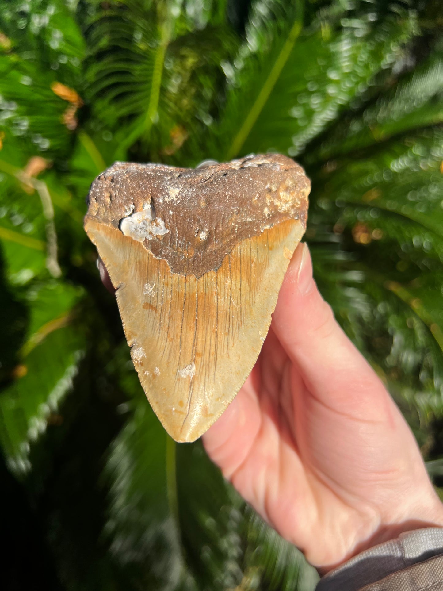 4.68 Inch Megalodon Tooth