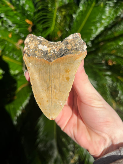 4.68 Inch Megalodon Tooth