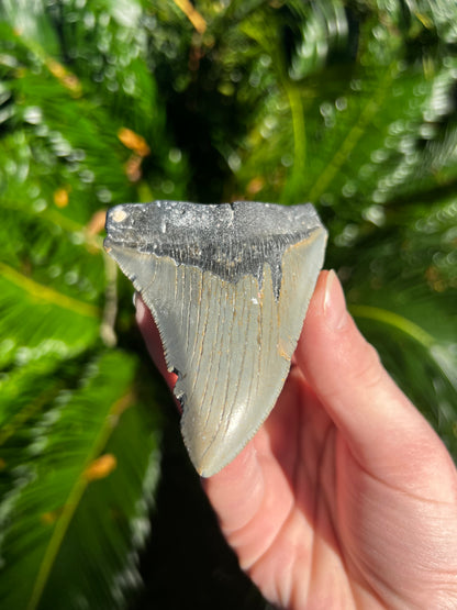 3.71 Inch Megalodon Tooth