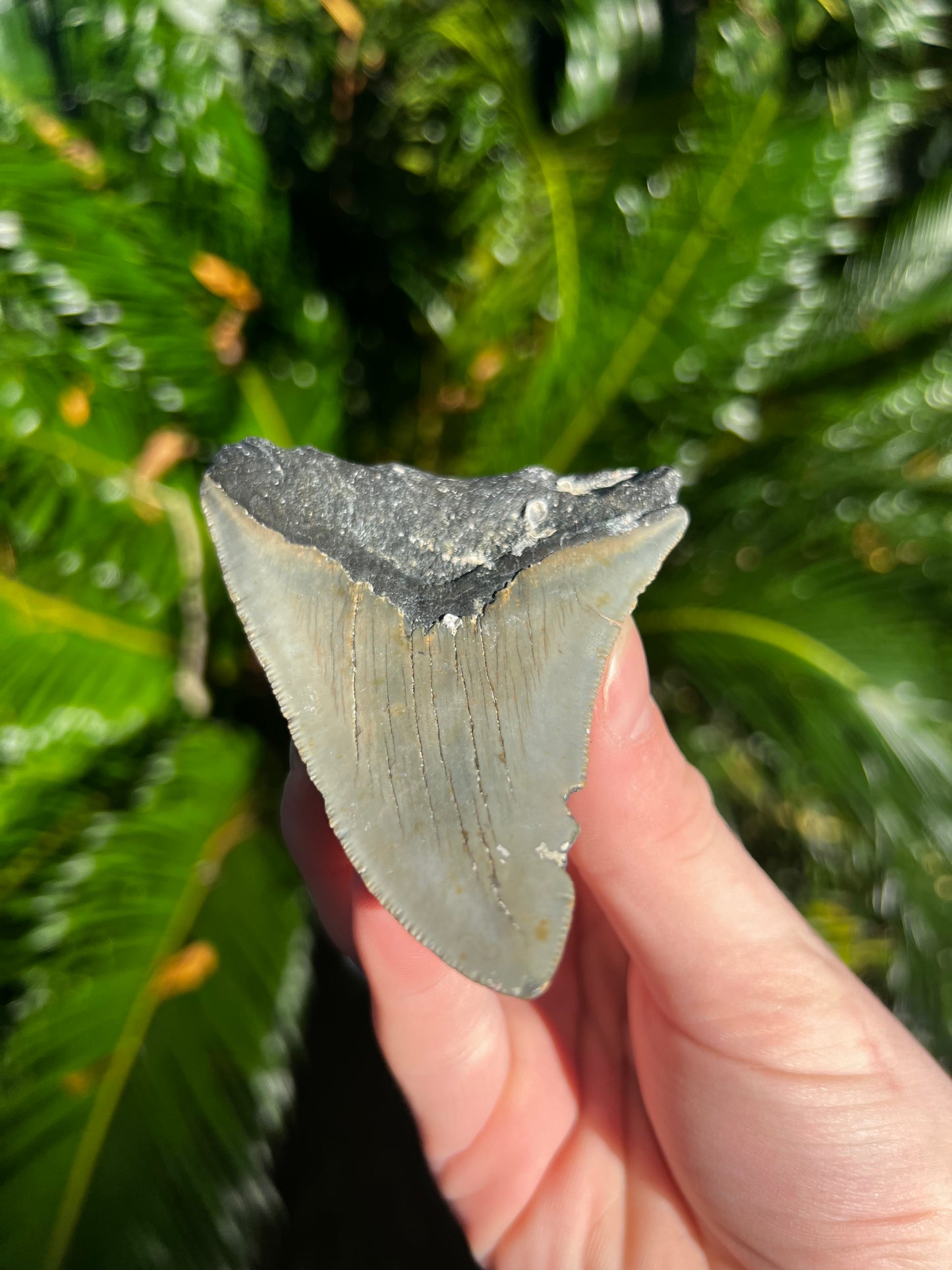 3.71 Inch Megalodon Tooth