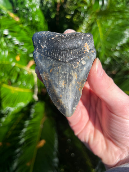 3.92 Inch Megalodon Tooth