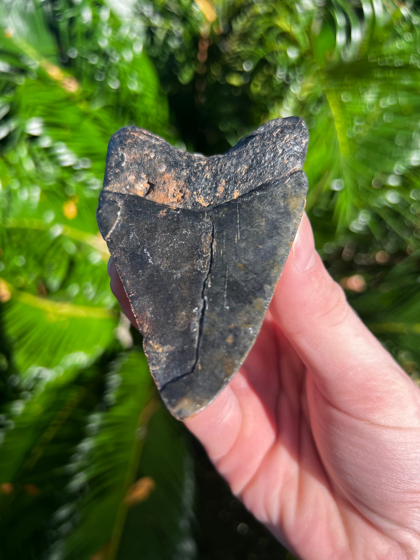 3.92 Inch Megalodon Tooth