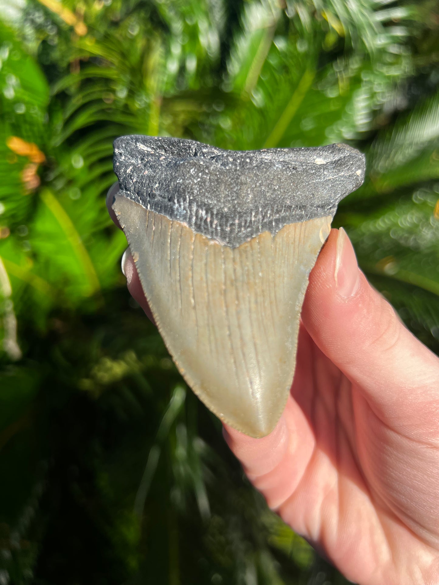 3.76 Inch Megalodon Tooth