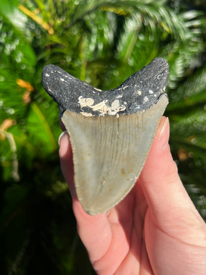 3.76 Inch Megalodon Tooth