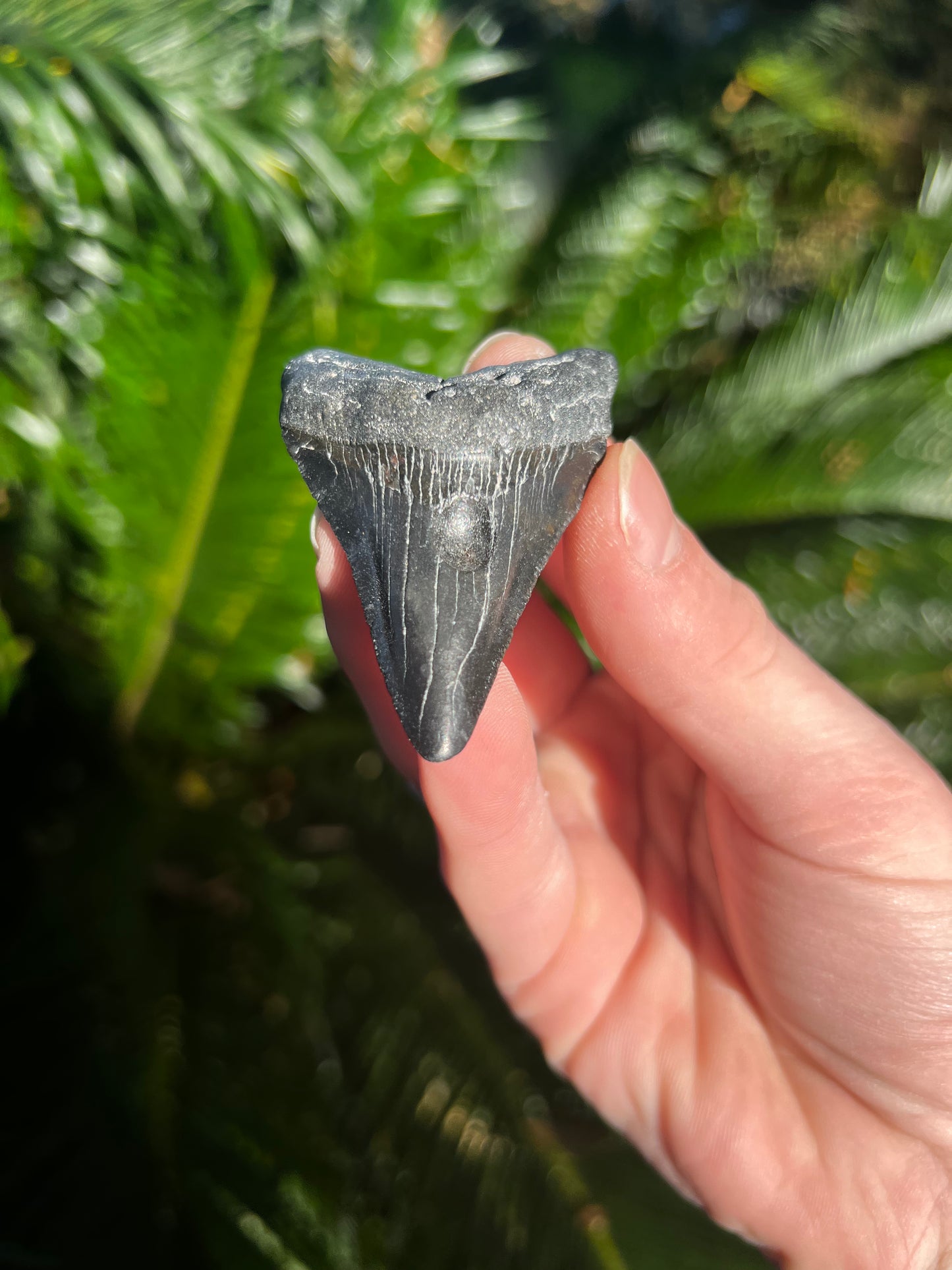 2.68 Inch Megalodon Tooth