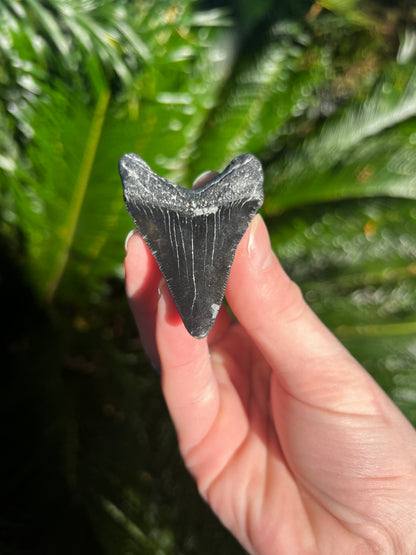 2.68 Inch Megalodon Tooth