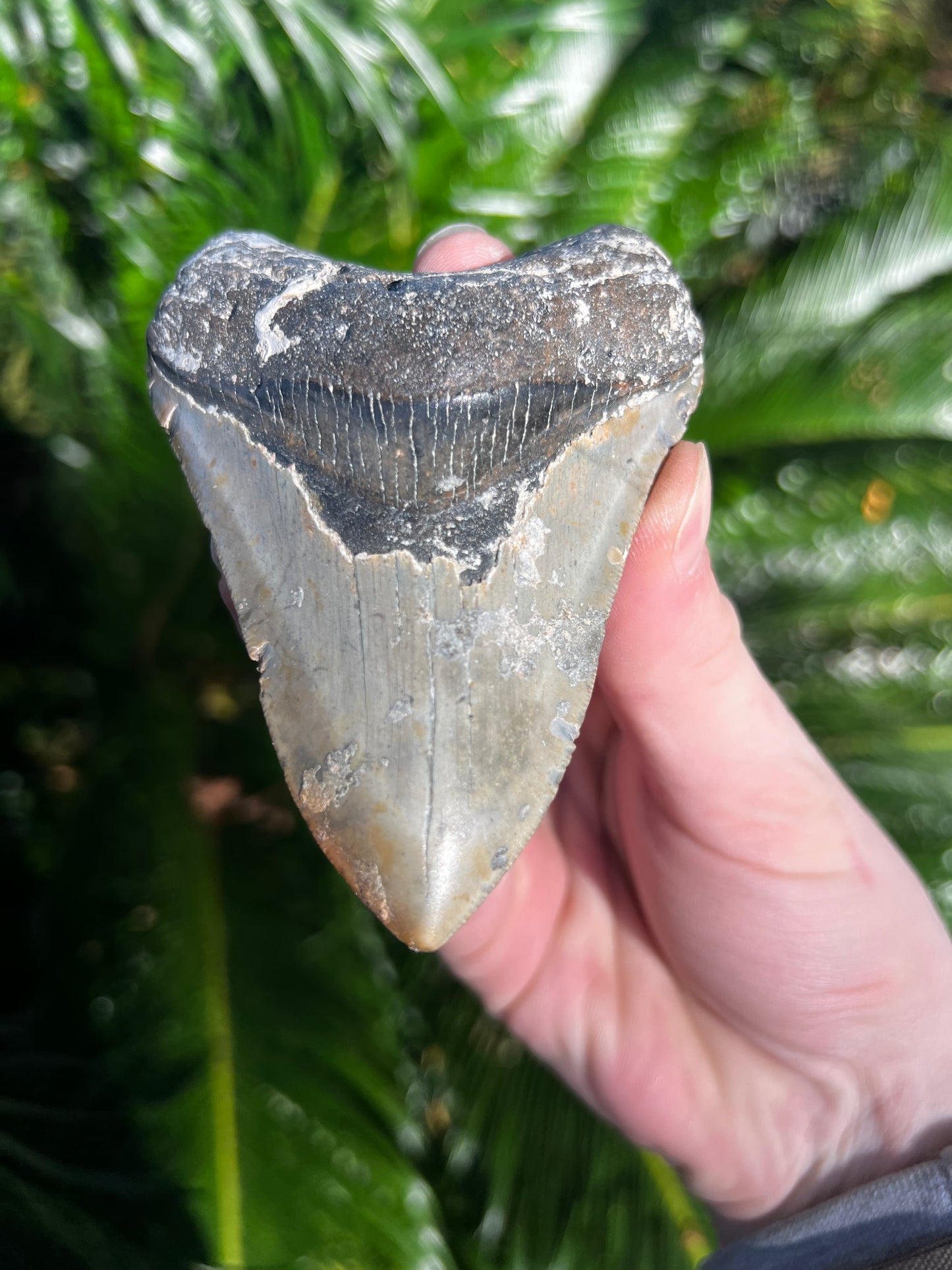 4.27 Inch Megalodon Tooth