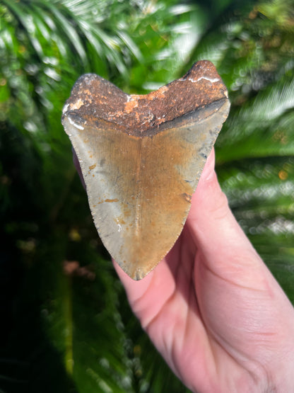 4.27 Inch Megalodon Tooth