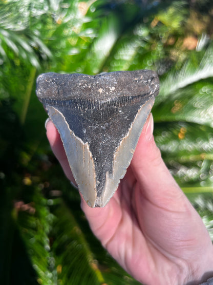 4.38 Inch Megalodon Tooth