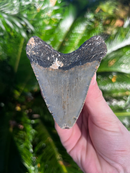 4.38 Inch Megalodon Tooth