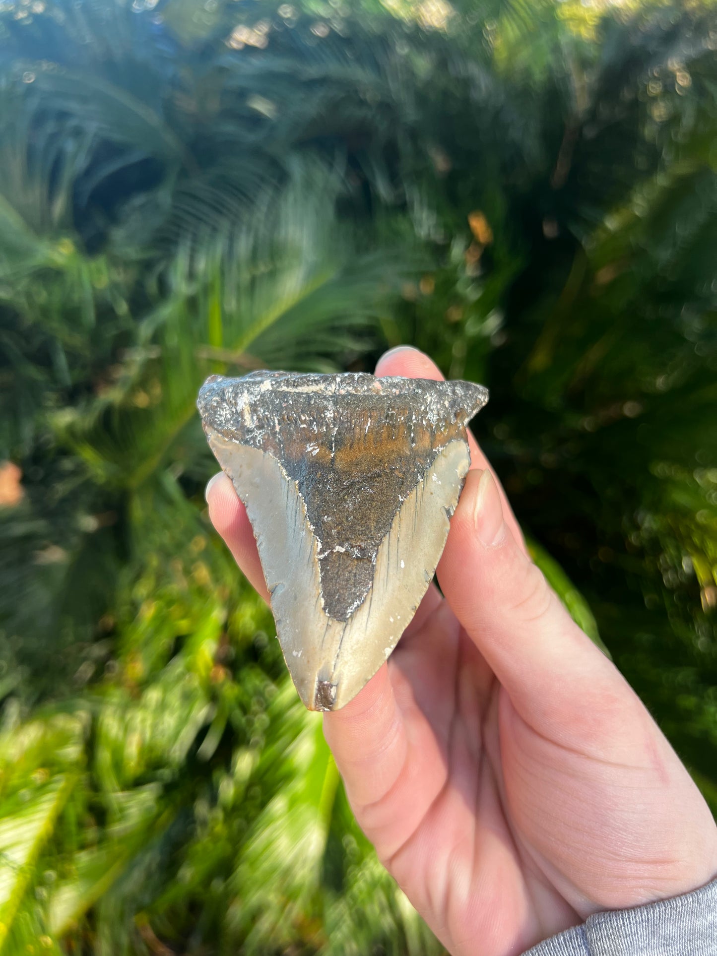 3.60 Inch Megalodon Tooth