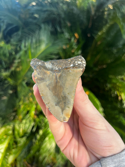 3.60 Inch Megalodon Tooth